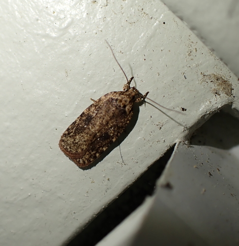 Goldenrod Leaffolder Moth photo 6