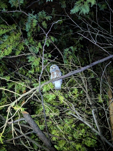 Northern Saw-whet Owl observed by buffalofuzz