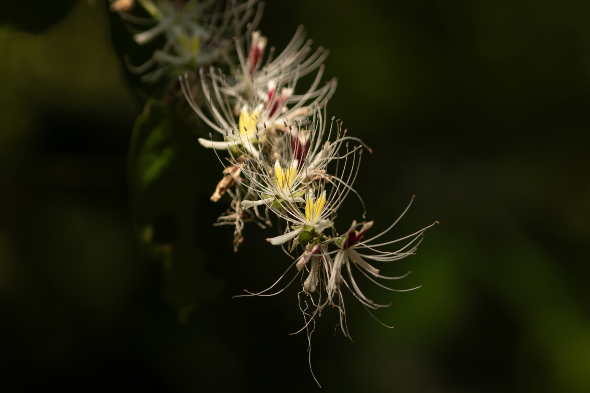 Capparis micracantha (Capparis micracantha)