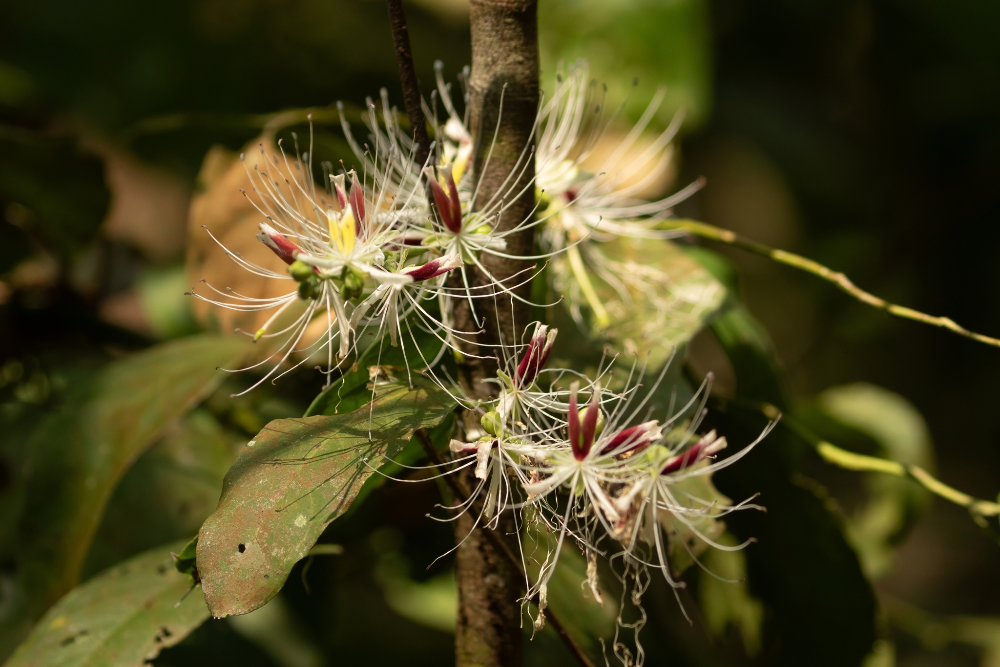 Capparis micracantha — ảnh 2