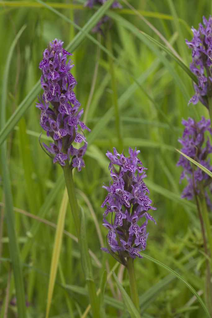 Dactylorhiza sibirica Efimov