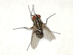 Prosenoides flavipes