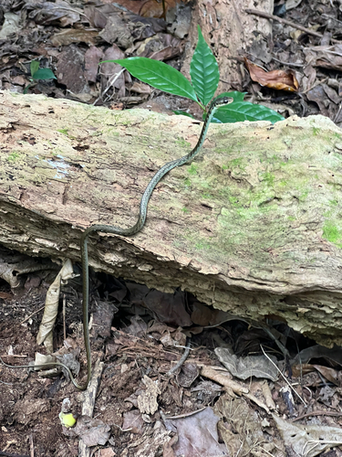 Photo of a Palau Bronzeback (Dendrelaphis striolatus)