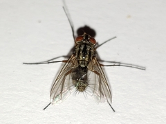 Prosenoides flavipes