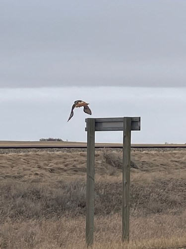 Red-tailed Hawk
