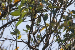 Picumnus granadensis