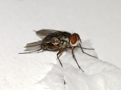 Prosenoides flavipes