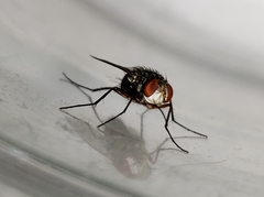 Prosenoides flavipes