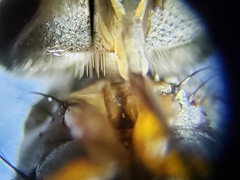 Prosenoides flavipes