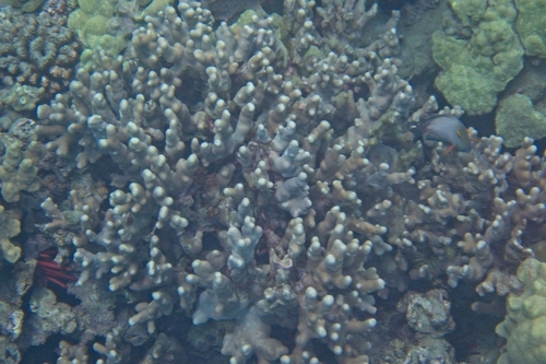 Porites compressa observed 2026-04-11