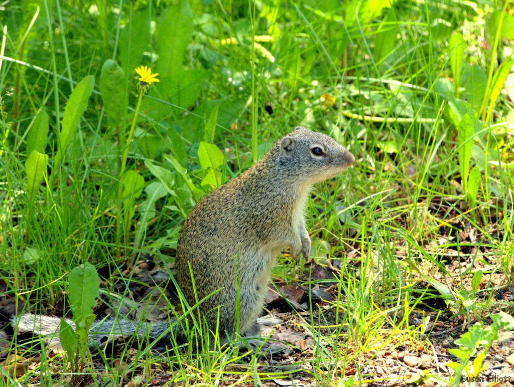 Franklin's Ground Squirrels