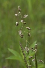 Anthoxanthum glabrum