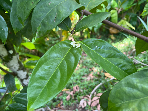 Phaleria nisidae observed 2025-04-24
