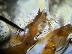 Prosenoides flavipes