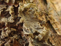 Leptogium denticulatum