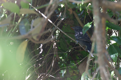 Cercomacra nigricans