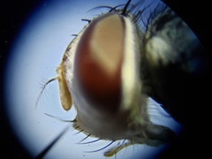 Prosenoides flavipes