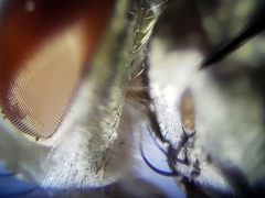 Prosenoides flavipes