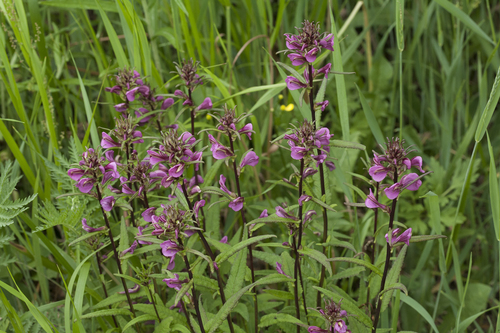Pedicularis resupinata iNat (1)