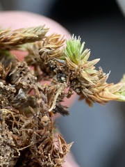 Selaginella leucobryoides