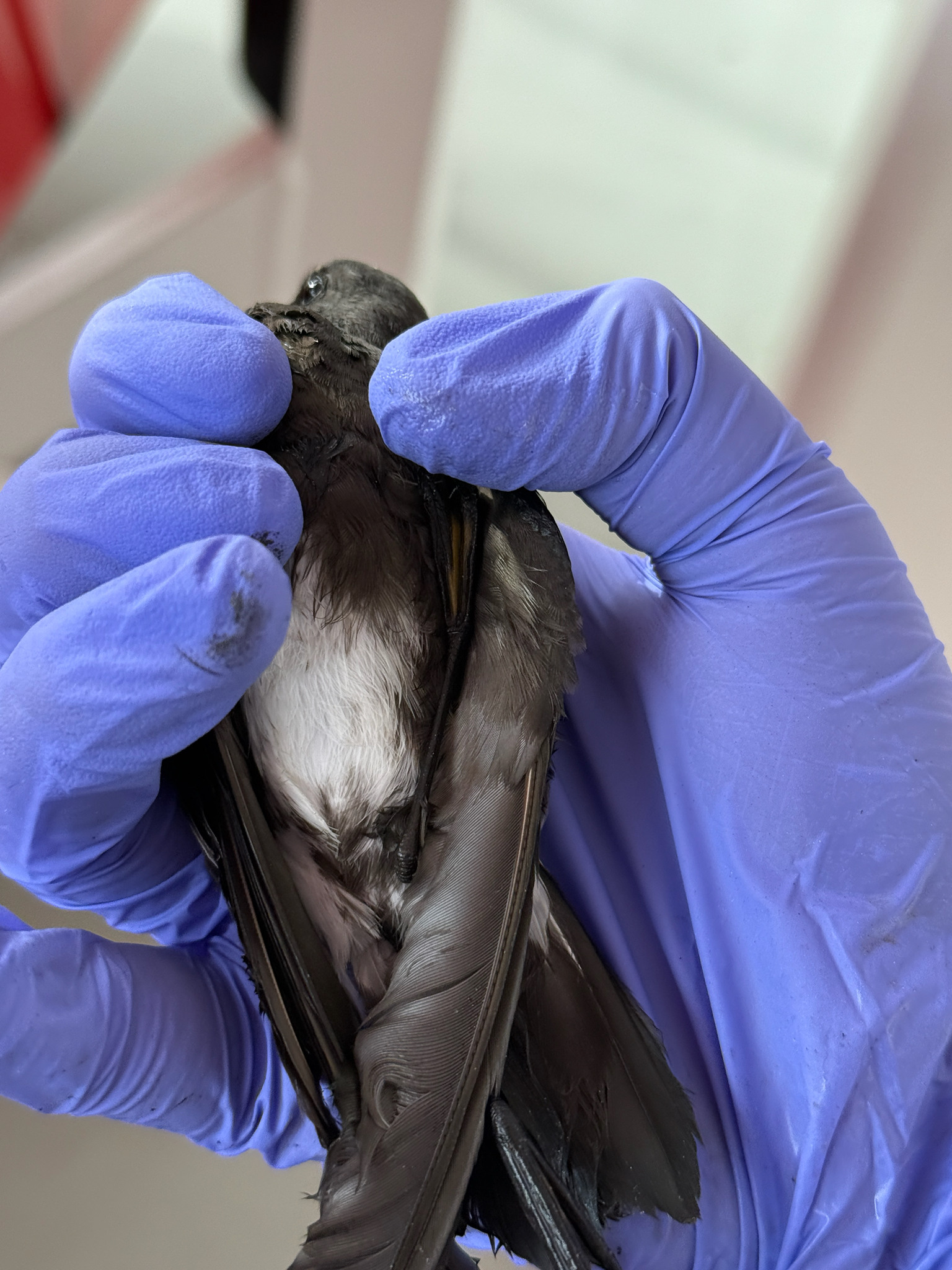 Elliot's Storm Petrel (Oceanites gracilis), photo 9