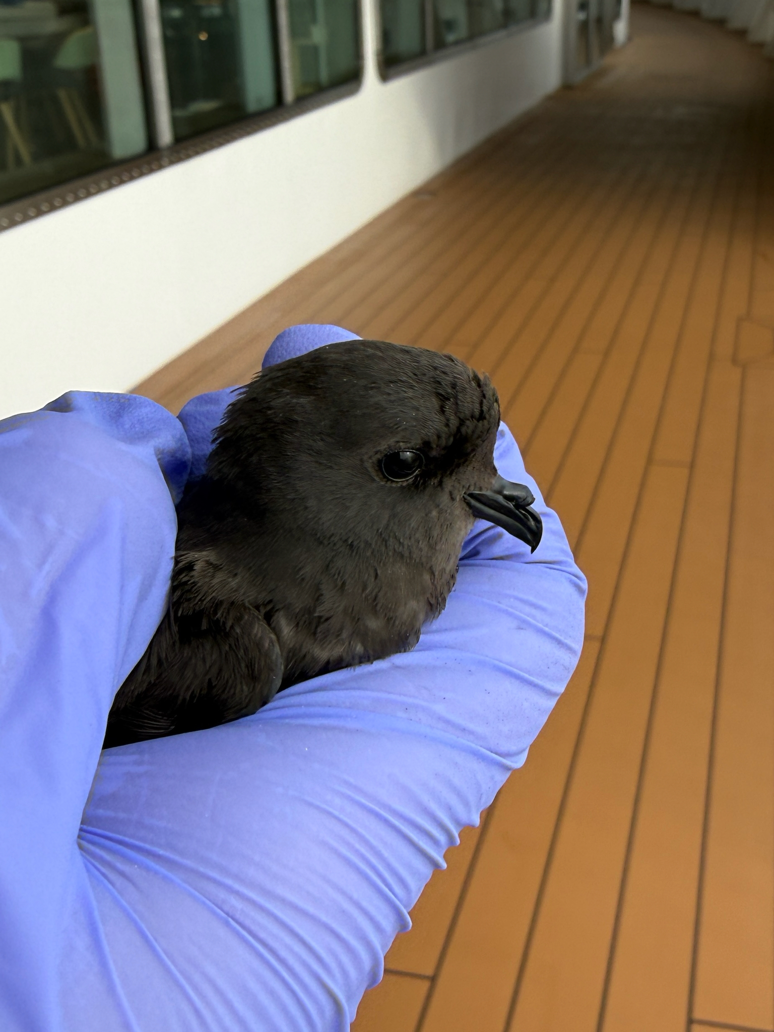 Elliot's Storm Petrel (Oceanites gracilis), photo 7