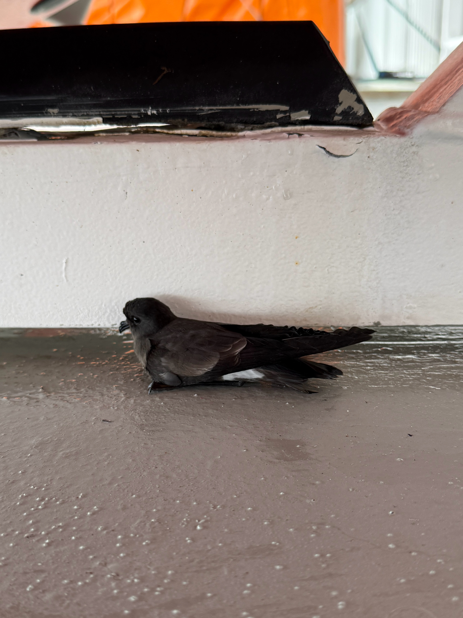 Elliot's Storm Petrel (Oceanites gracilis), photo 8