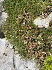 Selaginella leucobryoides