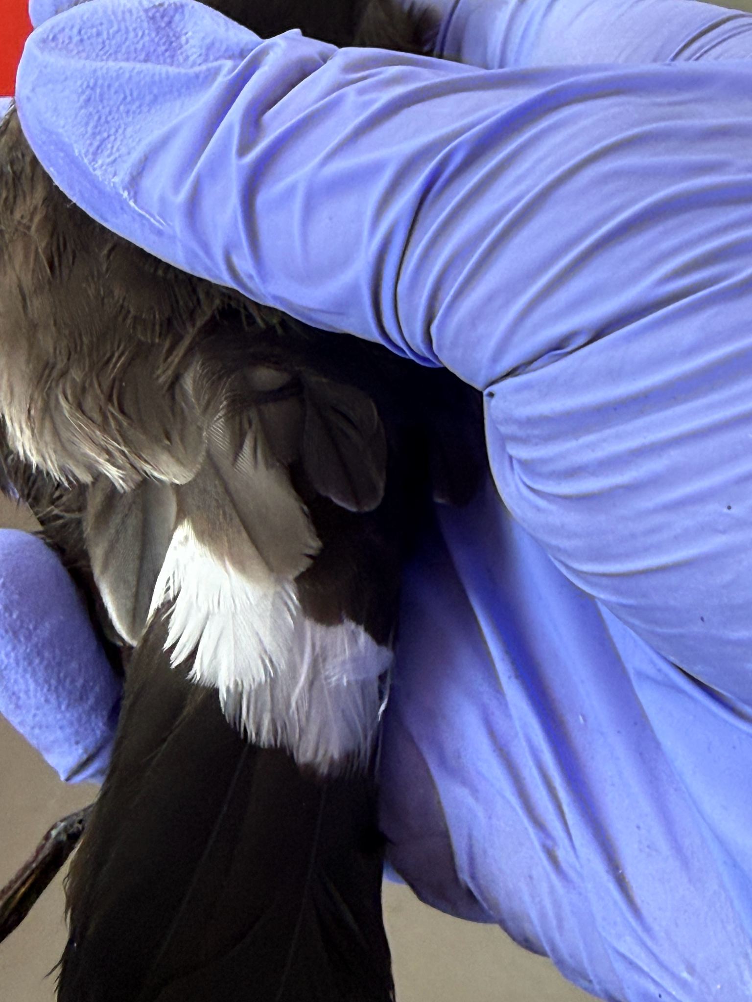Elliot's Storm Petrel (Oceanites gracilis), photo 10