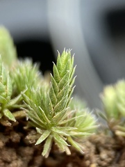Selaginella leucobryoides