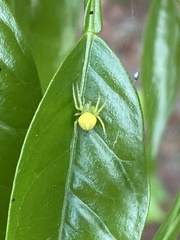 Araneus cingulatus