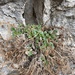 Phacelia geraniifolia - Photo (c) Matt Berger, osa oikeuksista pidätetään (CC BY), lähettänyt Matt Berger