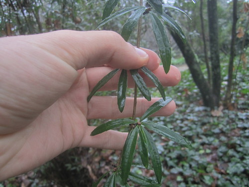 Berberis veitchii