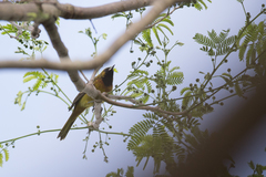 Icterus spurius spurius