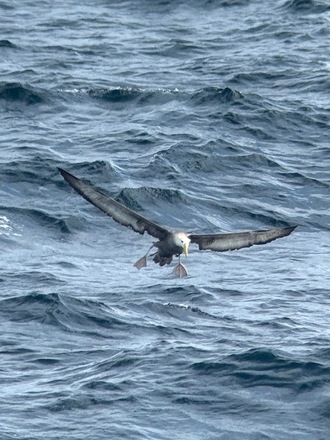 Waved Albatross (Phoebastria irrorata), photo 8