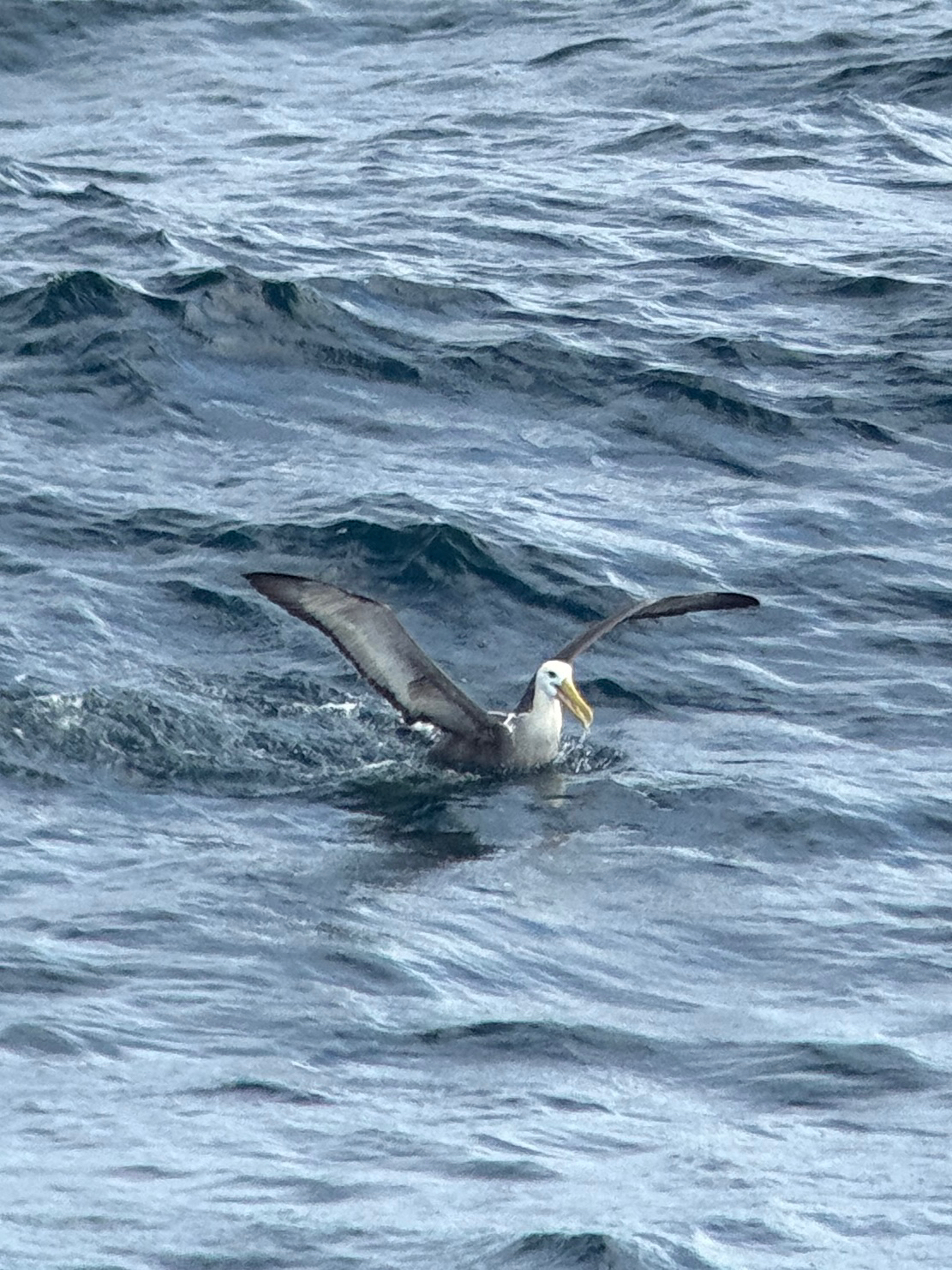Waved Albatross (Phoebastria irrorata), photo 10