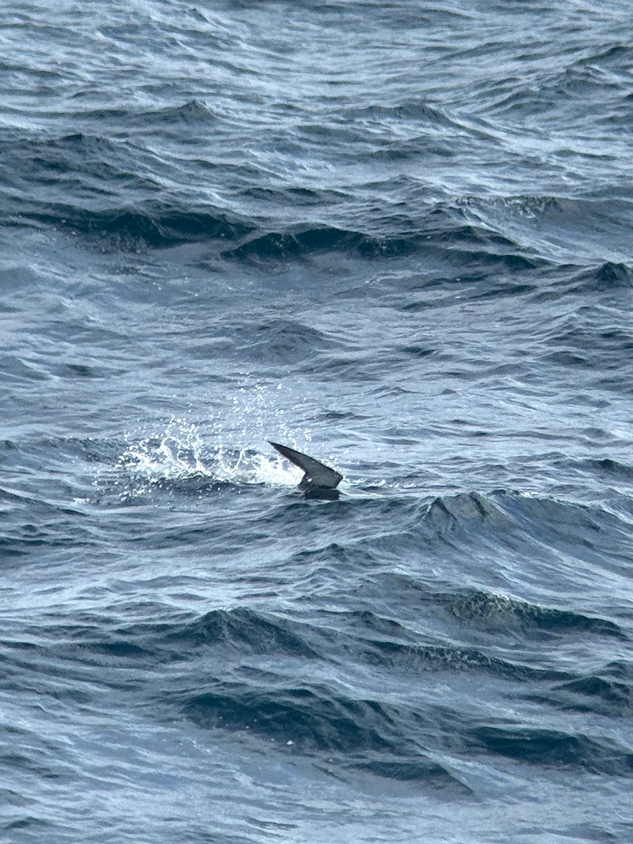 Waved Albatross (Phoebastria irrorata), photo 9