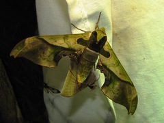 Adhemarius dariensis