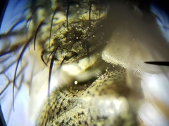 Prosenoides flavipes