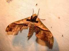 Adhemarius dariensis