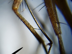 Prosenoides flavipes