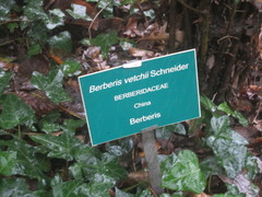 Berberis veitchii