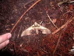 Adhemarius dariensis