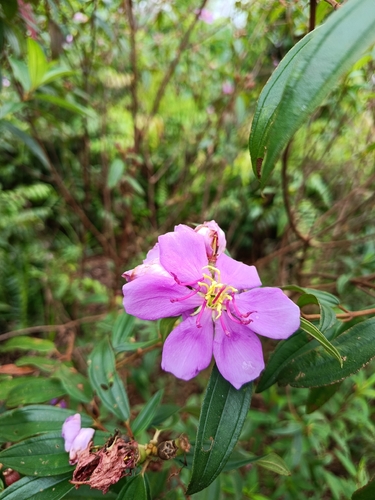 Melastoma malabathricum