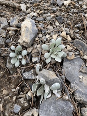 Physaria chambersii