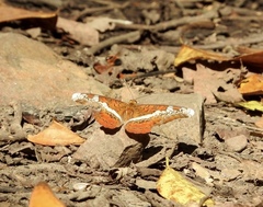 Lebadea martha martha