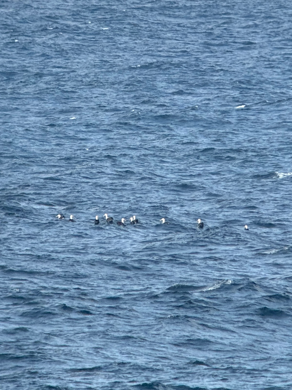 Waved Albatross (Phoebastria irrorata), photo 3