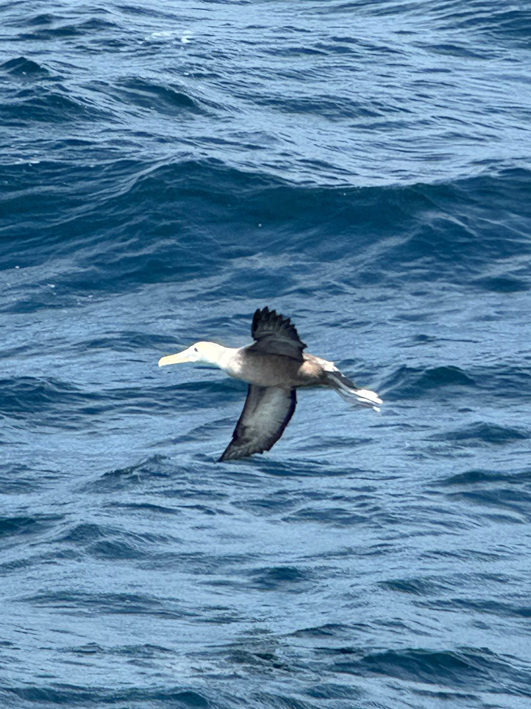 Waved Albatross (Phoebastria irrorata), photo 4