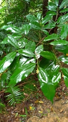 Eustigma oblongifolium