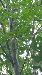 Eustigma oblongifolium